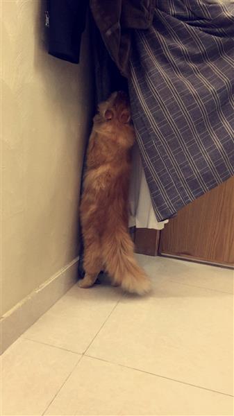 قط شيرازي امريكي جميل ولعوب