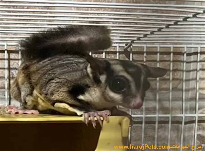 شوقر قلايدر - السنجاب الطائر Male Sugarglider