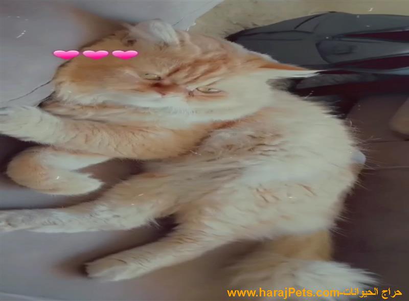 قط ذكر أمريكي اسمه سمبا مكة المكرمة حي العزيزية