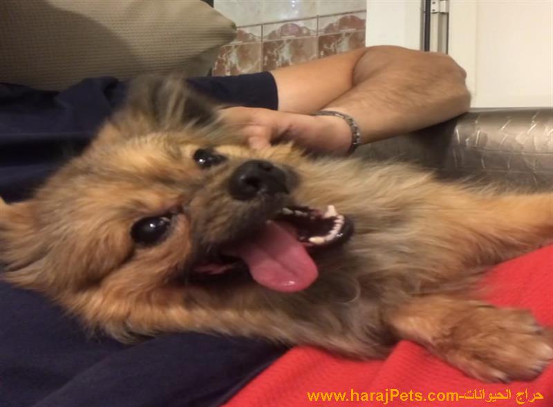 كلب بوميرينيان - Pomeranian