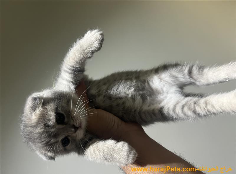 سكوتش تربل فولد انثى