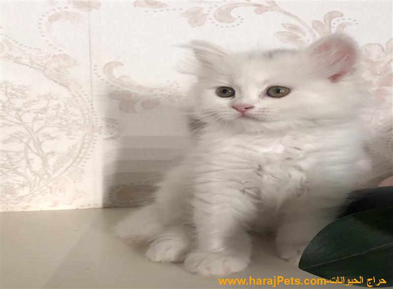 قط شيرازي لعوب