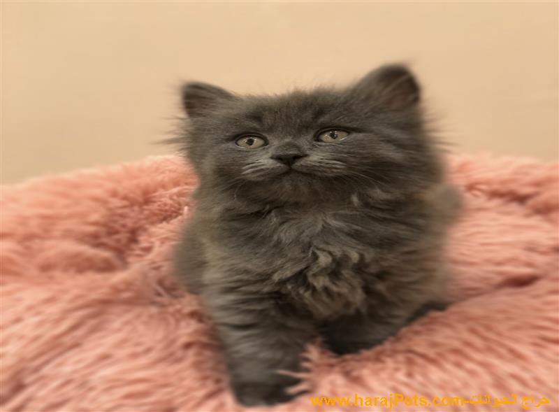 قطه شيرازيه نشيطه