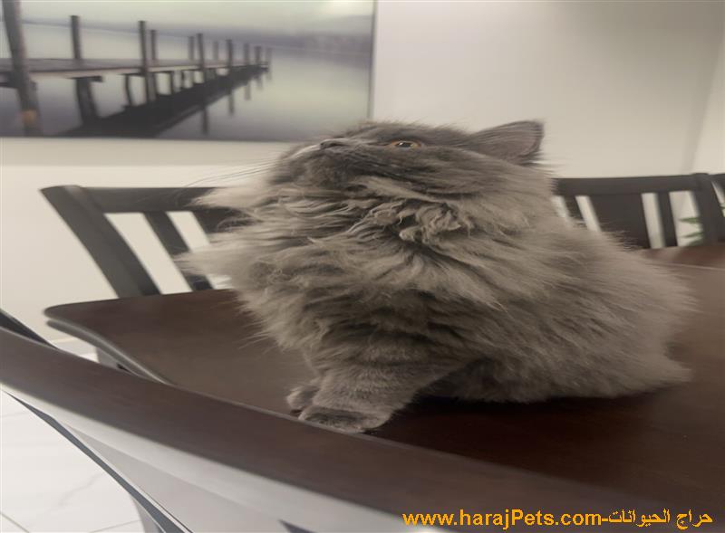 قط شيرازي للبيع لعوب جداا