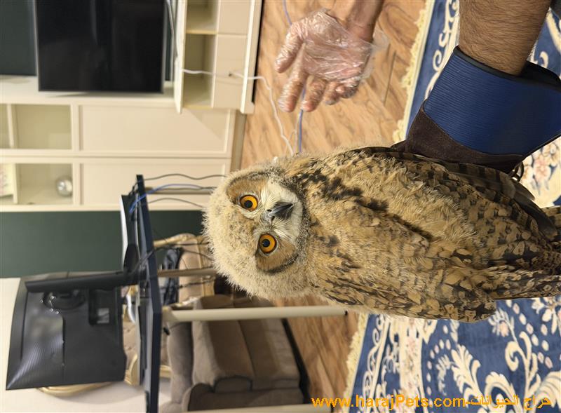 بومه نسريه شهر ونصف