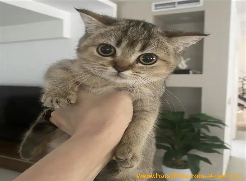 سكوتش ستريت بيور