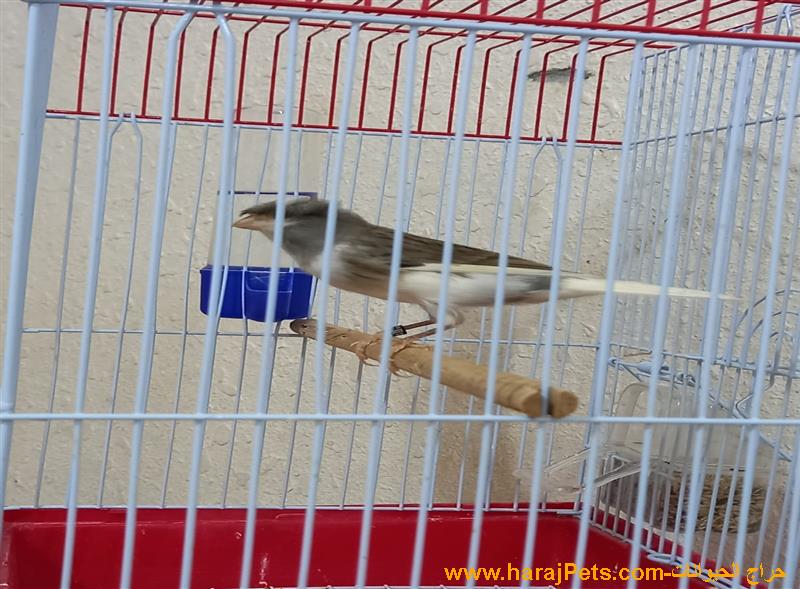 ذكر كناري دبل كريست تغريد