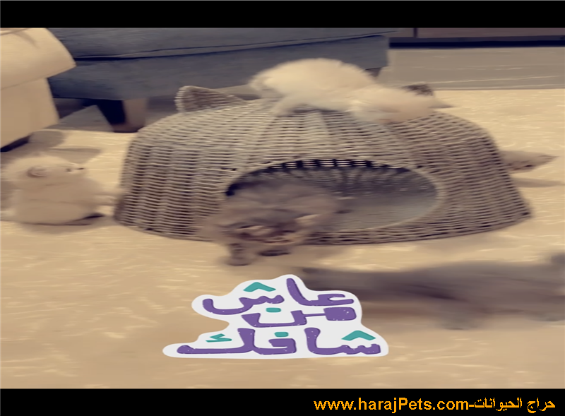قطط شيرازية