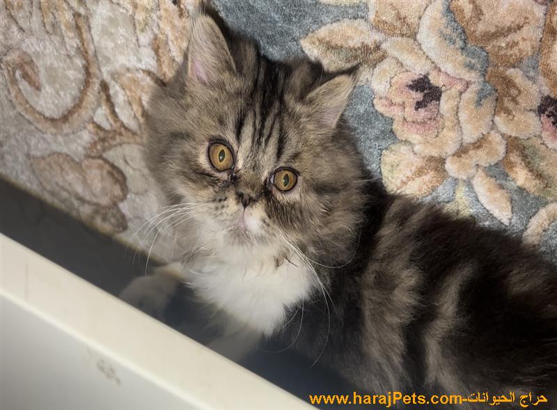 ذكر بيكى فيس اصول مسجله