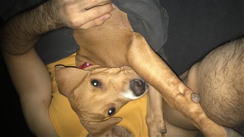 بيتبول+ لابرادور