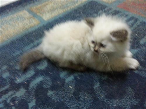 هملايا تشوكليت (العمر شهرين)