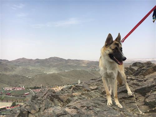 كلب جيرمن مهجن من هاسكي