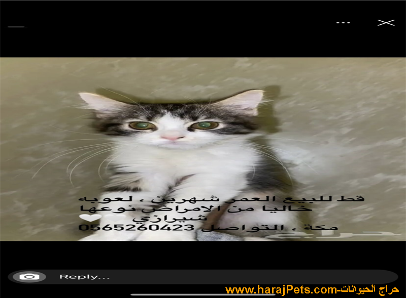 قطه صغيره للبيع
