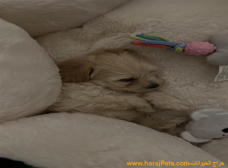 للبيع كلب مكس بودل و مالتيز