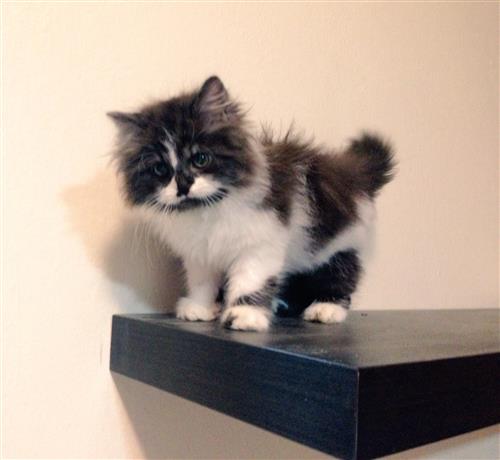 للبيع قط شيرازي - انثى - العمر شهرين ونص