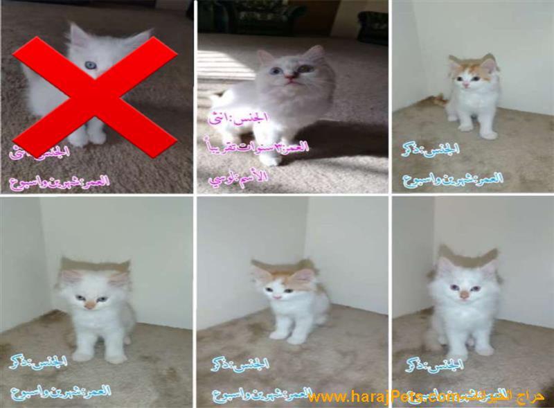 قطط للبيع