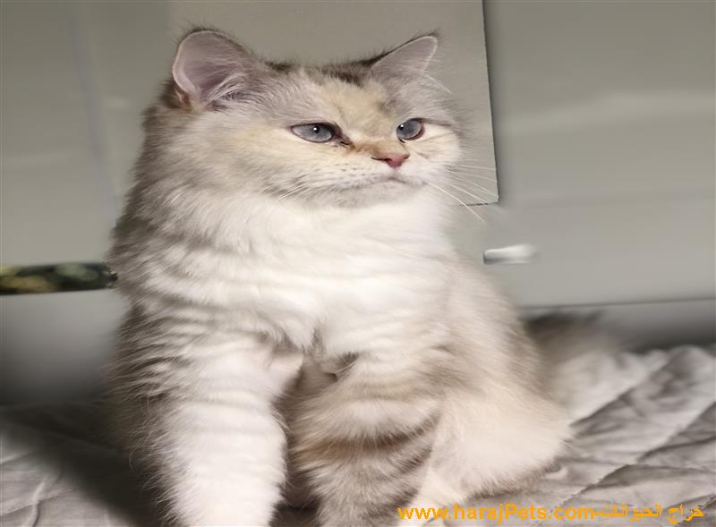 قطه للبيع بكامل اغراضها حامل