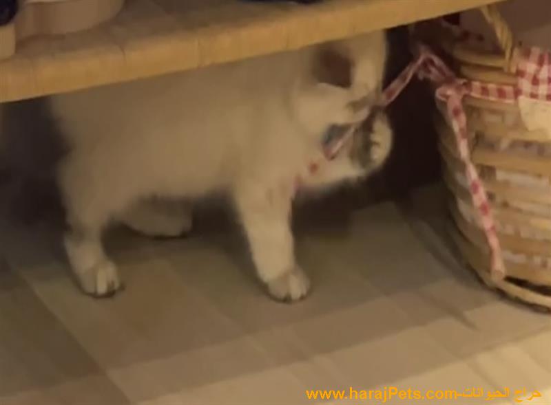 كتن همالايا للبيع