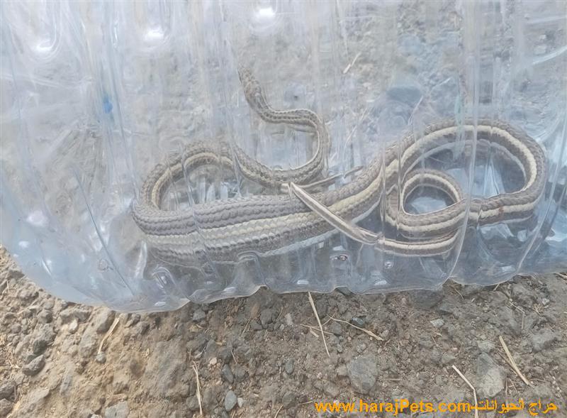 للبيع افعى