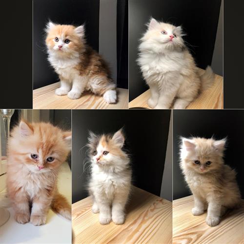 قطط عمر شهرين كتن شيرازي مون فيس 60 يوم