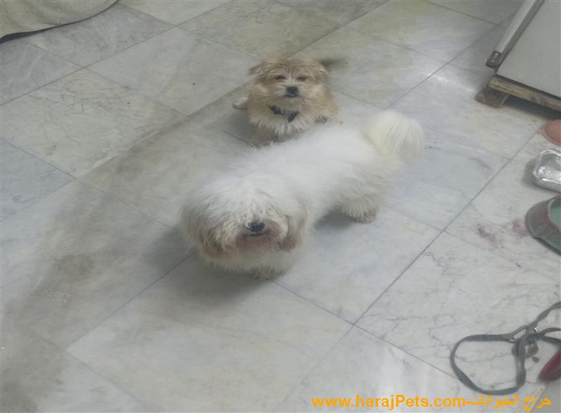 للبيع كلب مالتيز