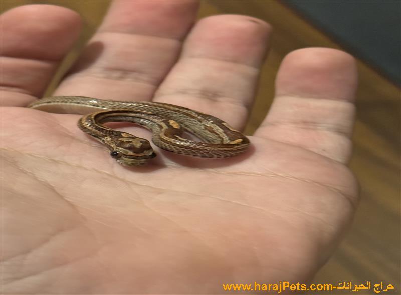 ثعبان حيه طفره جينيه