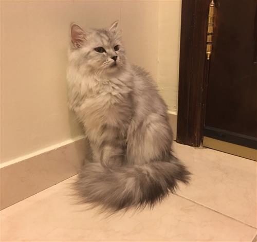::..((قطة شيرازية مطعمة للبيع))..::