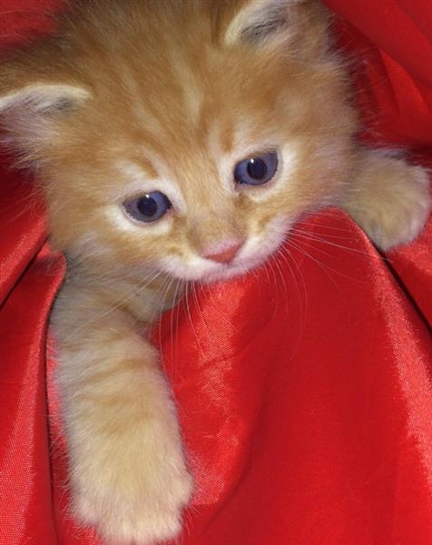 قطه صغيره للبيع في جدة