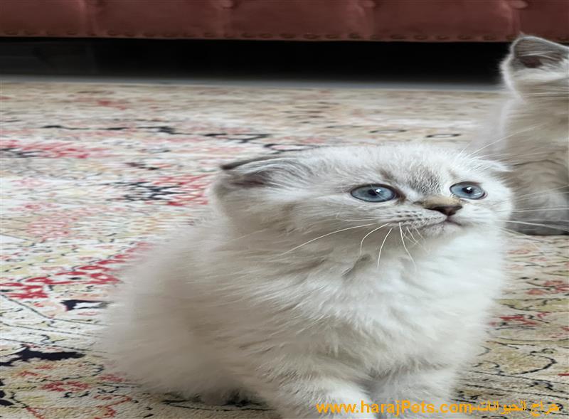 قطط  للبيع ذكر هملايا وسكوتش