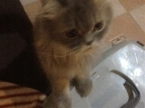 ٣قطط شيرازي للبيع