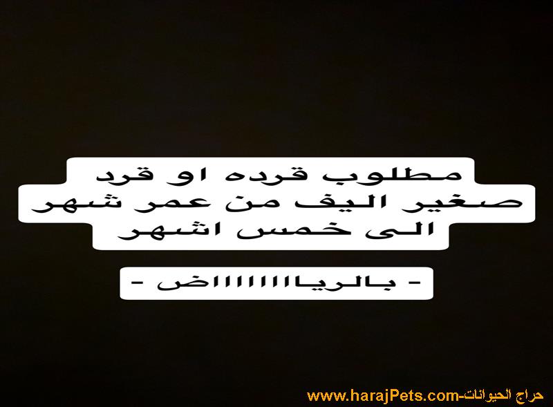 مطلوب قرد بالرياض صغير واليف
