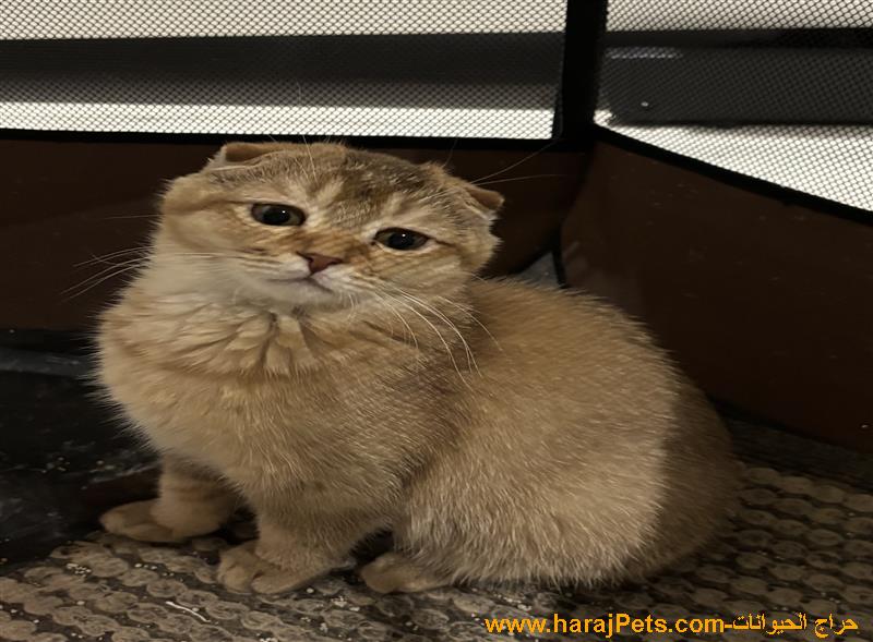 قطط سكوتش فولد وستريت للبيع 🐱 | أعمار 3 شهور | 19 يوم