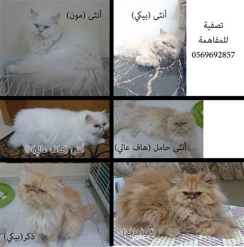 تصفية بالخبر فحل وقطط منتجة