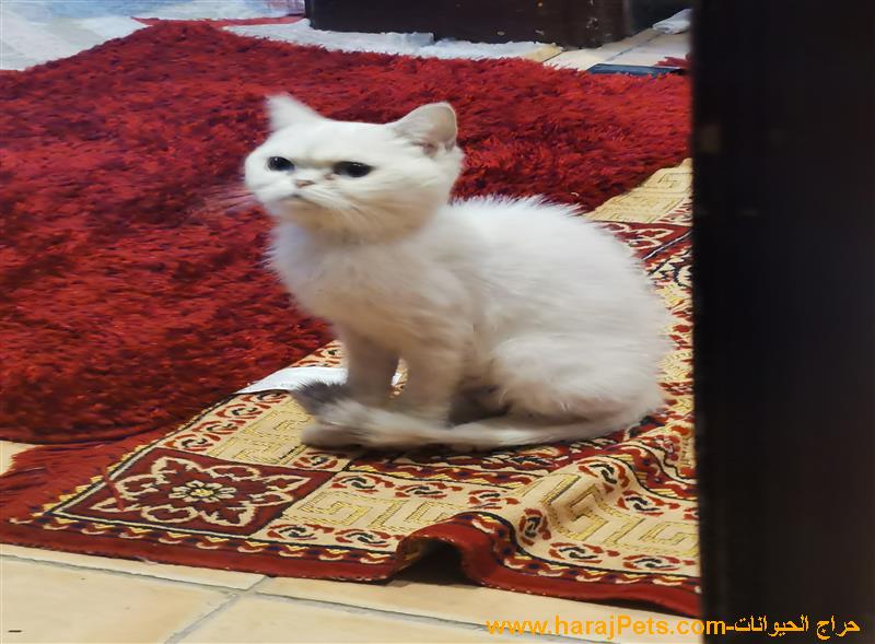 قطة للتبني مون فيس انثي