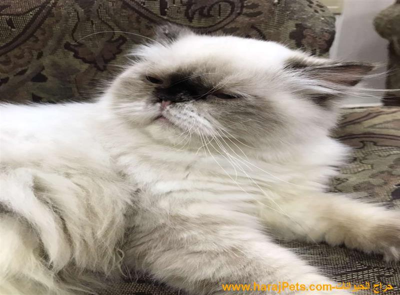 انثى هملايا عمر ٥ شهور