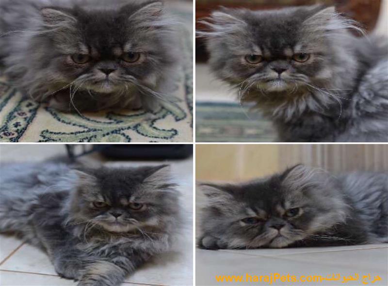 انثى هملايا