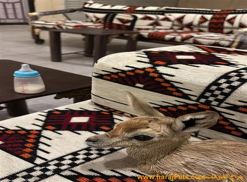 غزلان الريم صغير وصط كبير