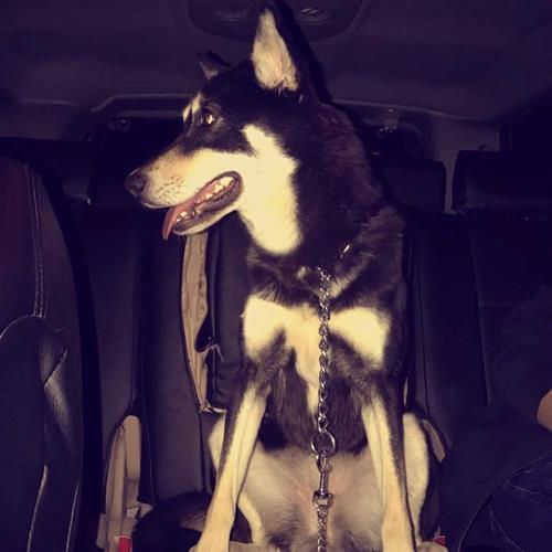 كلب للبيع .. dog for sale