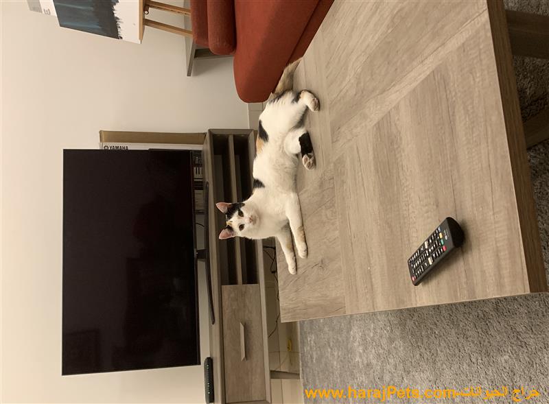 Sterilized cat
