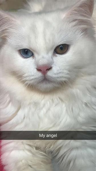 بيع قطه