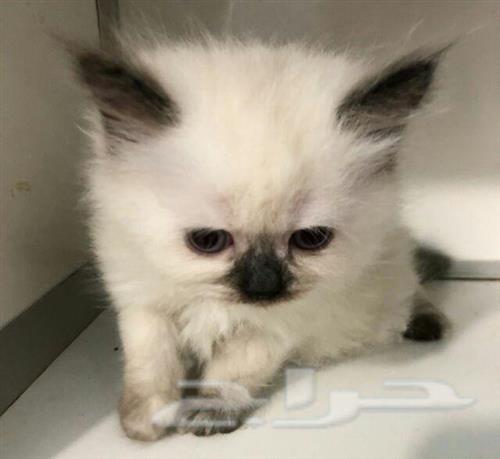 قطط صغار للبيع