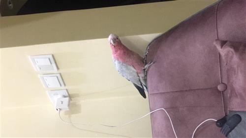 ببغاء كوكاتو للبيع جده