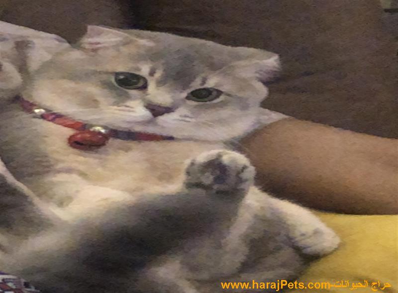 قط برتش