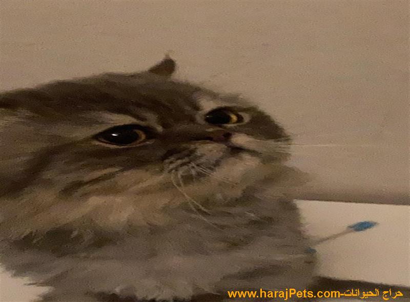 قط شيرازي للبيع