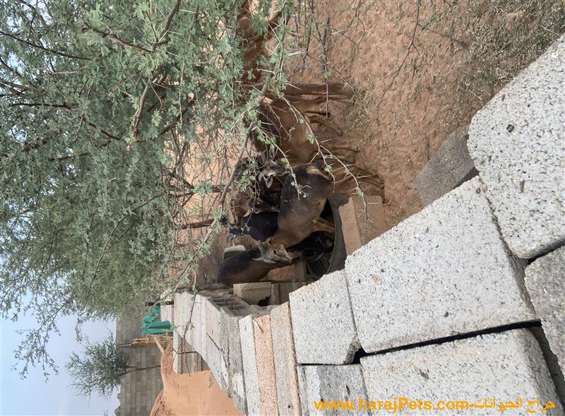 وعول الكاميرون شيب الاسيويه