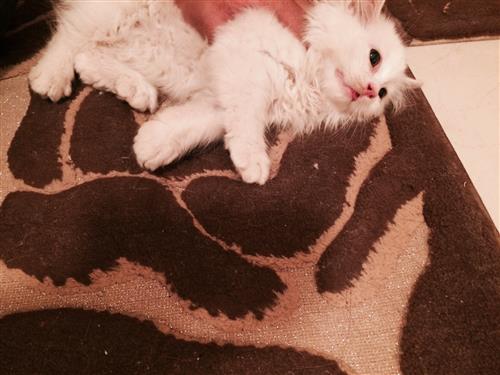 كيتن انثى جميلة للبيع بسعر مثااااااااالي للجميع