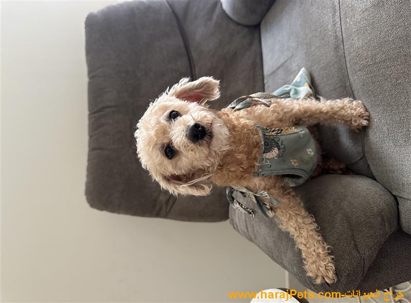 انثى بودل للبيع كلب