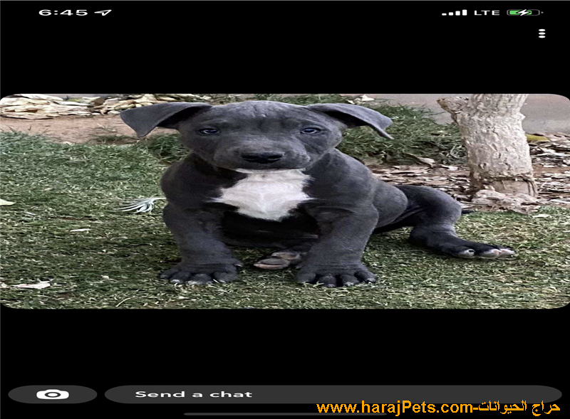 Pitbull بيتبول