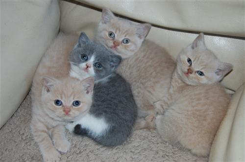 Gorgeous Beautiful Kittensbritish shorthair