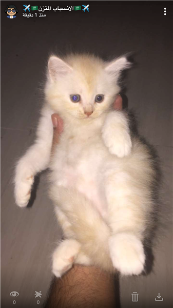 كيتن شيرازي مون فيس